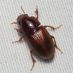 Carabidae
