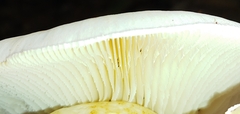 Neolentinus lepideus