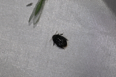 Pangaeus bilineatus