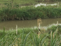 Pycnonotus sinensis formosae