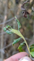 Rhopalomyia baccharis