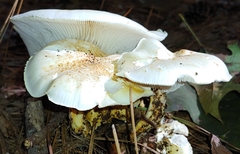Neolentinus lepideus