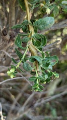 Rhopalomyia baccharis