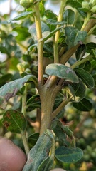 Rhopalomyia baccharis