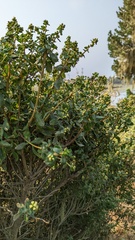 Rhopalomyia baccharis