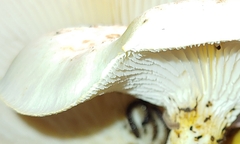 Neolentinus lepideus