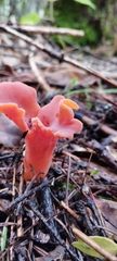 Guepinia helvelloides