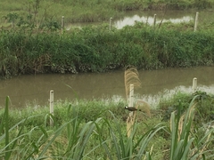 Pycnonotus sinensis formosae