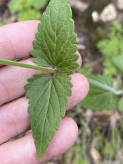 Agastache pallida