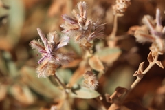 Ptilotus sessilifolius