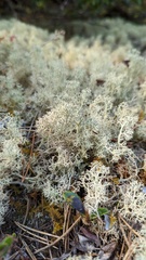 Cladonia