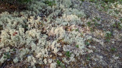 Cladonia