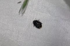 Pangaeus bilineatus