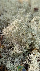 Cladonia