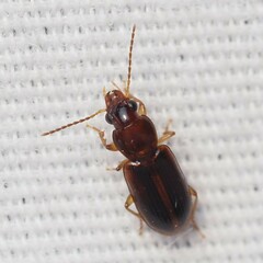 Stenolophini