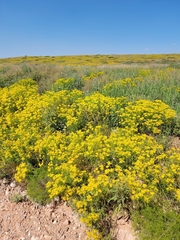 Sartwellia flaveriae