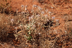 Ptilotus sessilifolius