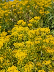 Sartwellia flaveriae