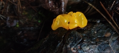 Tremella
