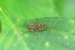 Hebarditettix armatus