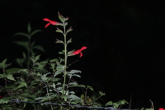 Salvia fulgens