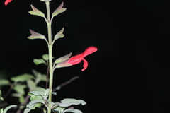 Salvia fulgens
