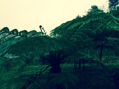 Sphaeropteris lepifera