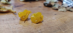 Tremella