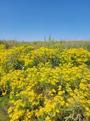 Sartwellia flaveriae