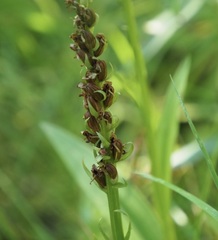 Platanthera dilatata