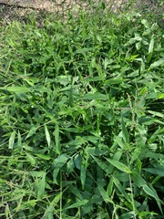 Urochloa reptans