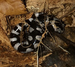 Ambystoma opacum