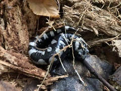 Ambystoma opacum