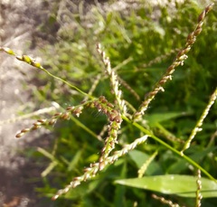 Urochloa reptans