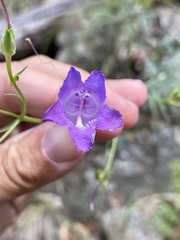 Penstemon stenophyllus