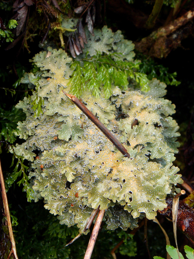 Pseudocyphellaria argyracea