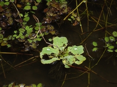Pistia stratiotes