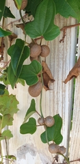 Dioscorea polystachya
