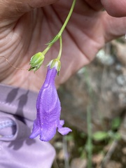 Penstemon stenophyllus