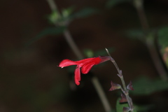 Salvia fulgens