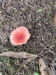 Russula rosacea