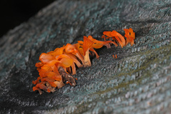 Dacrymyces spathularia