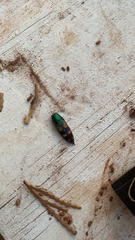 Buprestis gibbsii