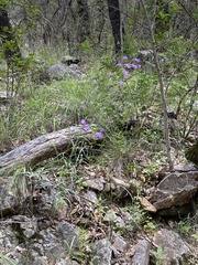 Penstemon stenophyllus