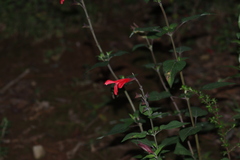 Salvia fulgens