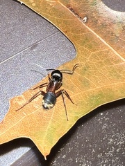 Camponotus chromaiodes