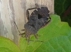 Acanthocoris sordidus