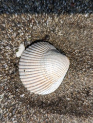 Clinocardium nuttallii