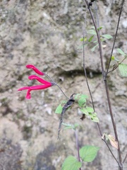 Salvia elegans