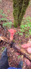 Guepinia helvelloides